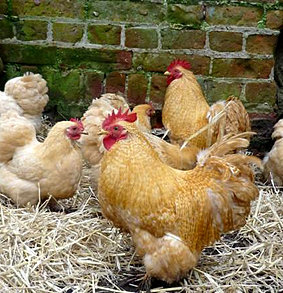 Norfolk Garden Chickens - Pekin Bantams