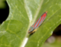 Red-banded Leafhopper (Graphocephala coccinea)