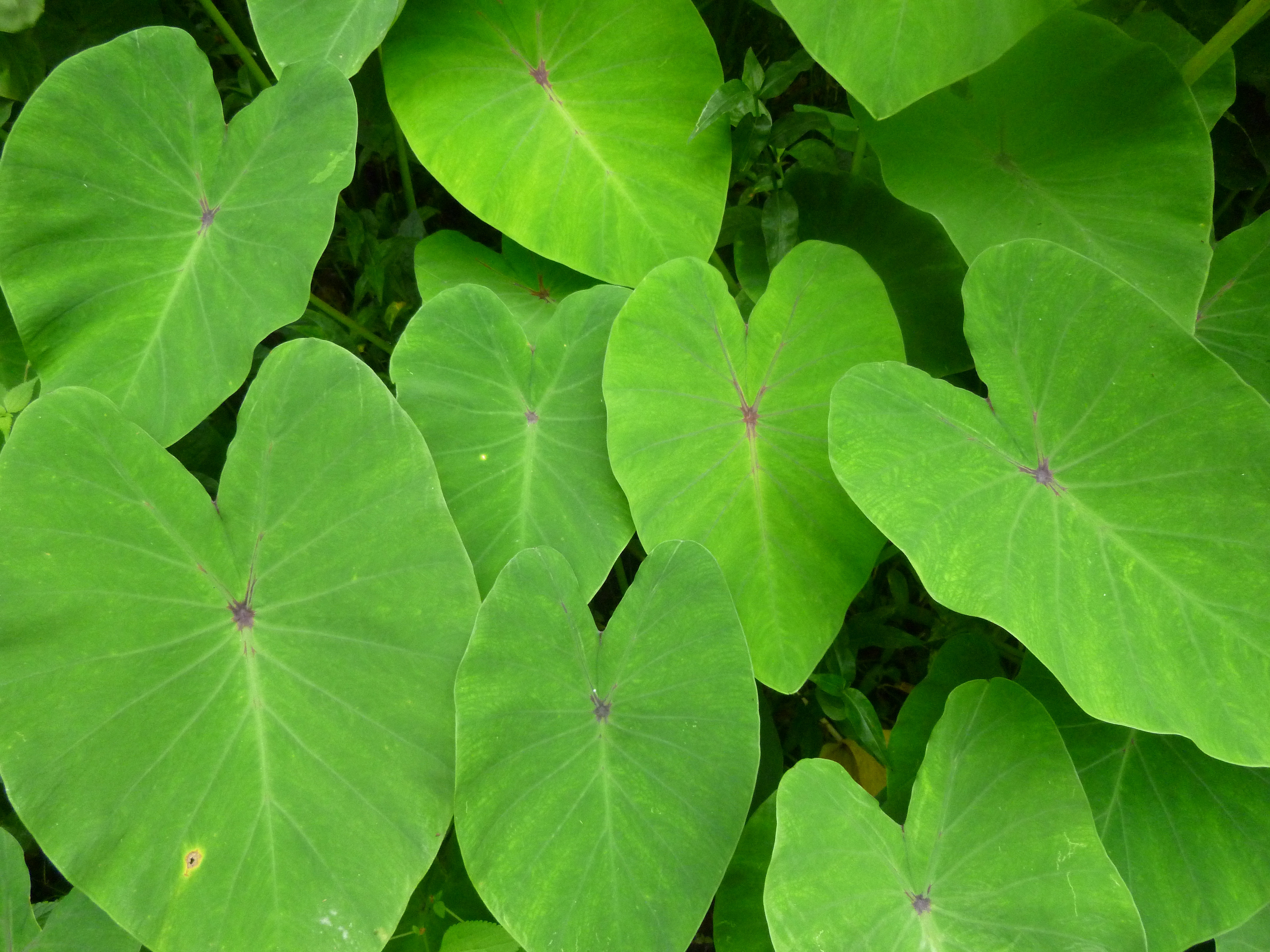 springfarmstvincent Callaloo Plant