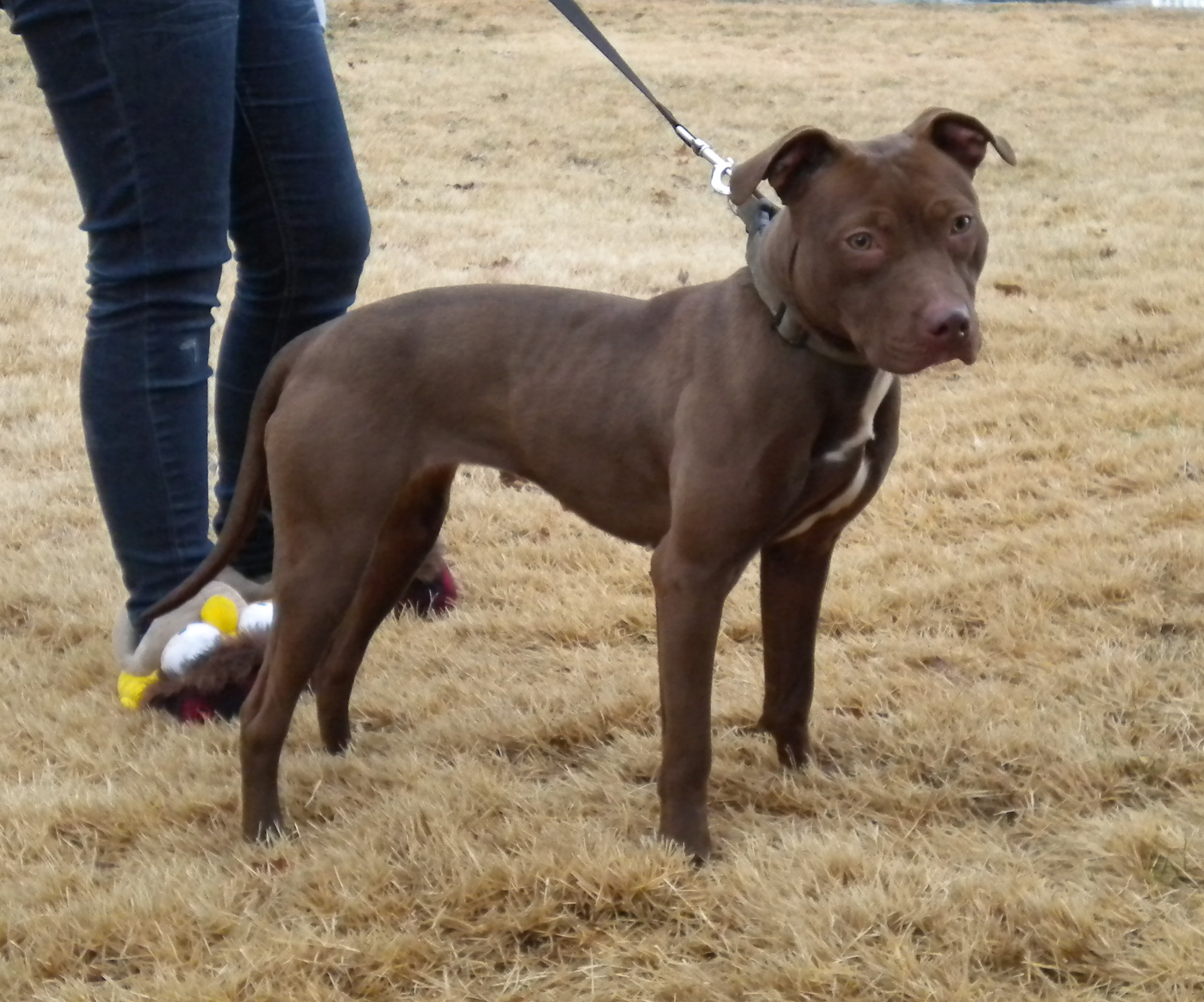 redboy jocko pitbull puppies for sale pin pitbull bolio on redboy jocko pitbull puppies for sale pin pitbull bolio on