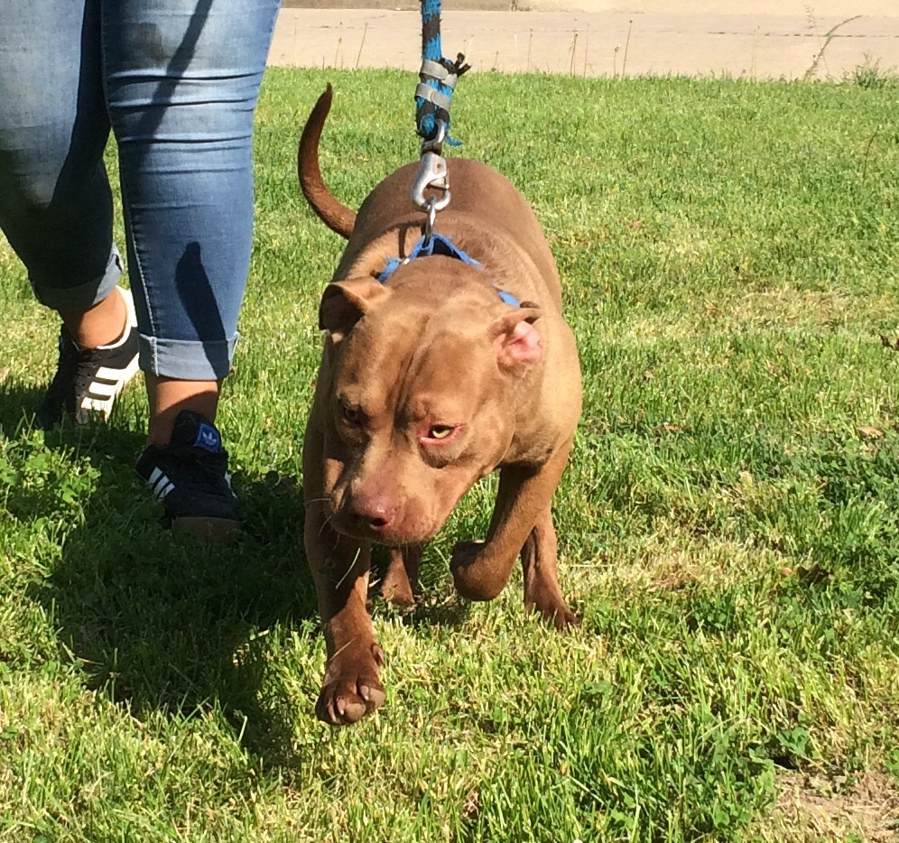 Reign Pit Bull Kennel