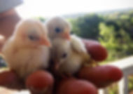 A hand holding chicks