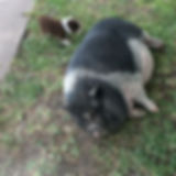 Wilbur the Pig