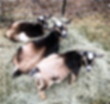 Bambi Flower and Thumper.png