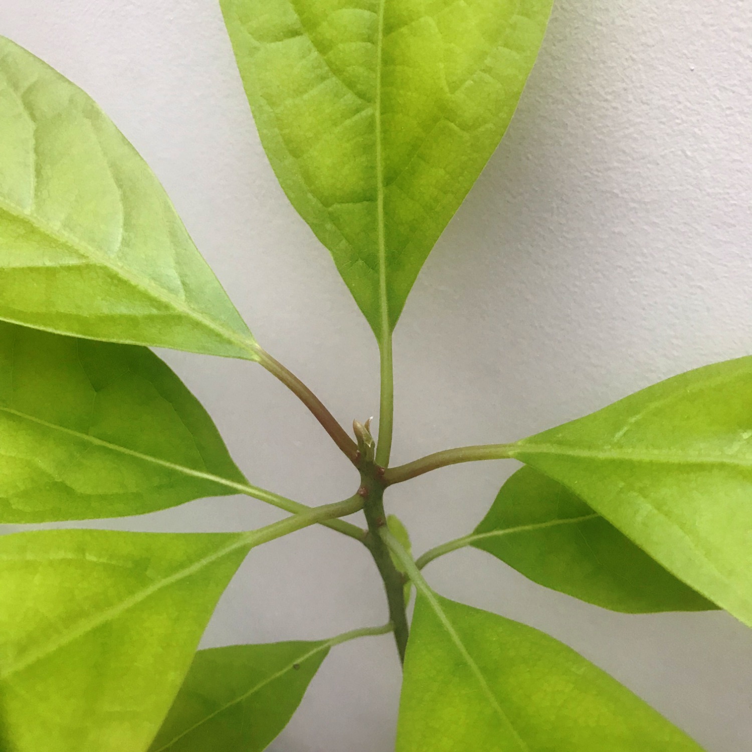 How to grow your own avocado tree at home