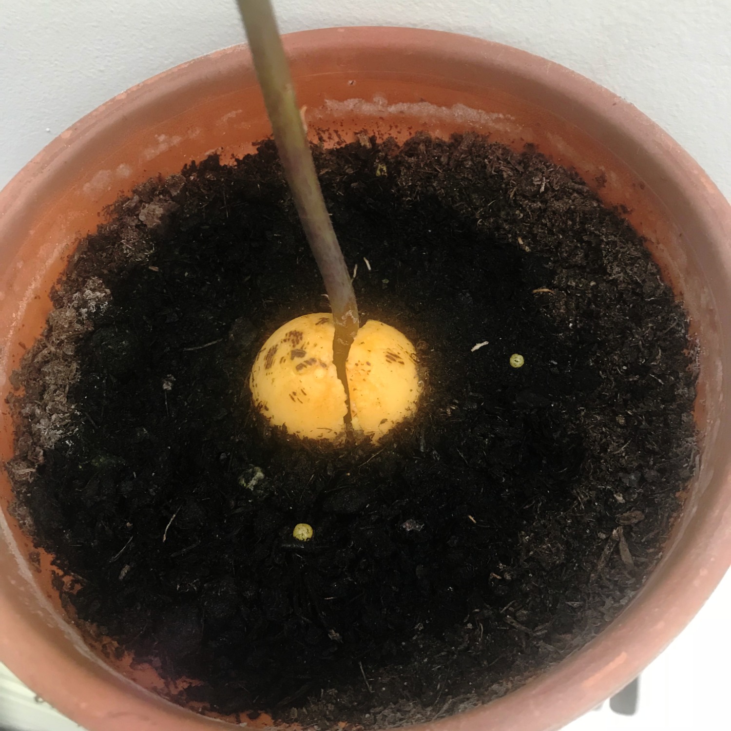 How to grow your own avocado tree at home