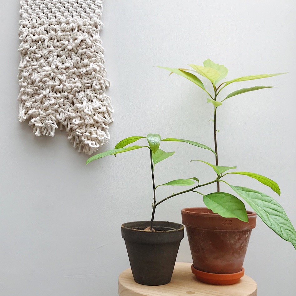 How to grow your own avocado tree at home