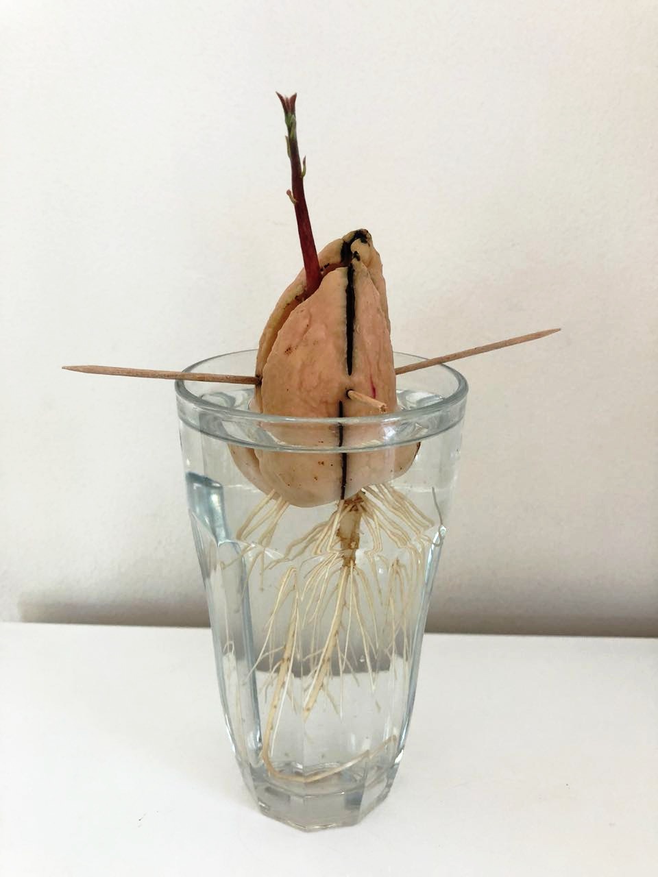How to grow your own avocado tree at home