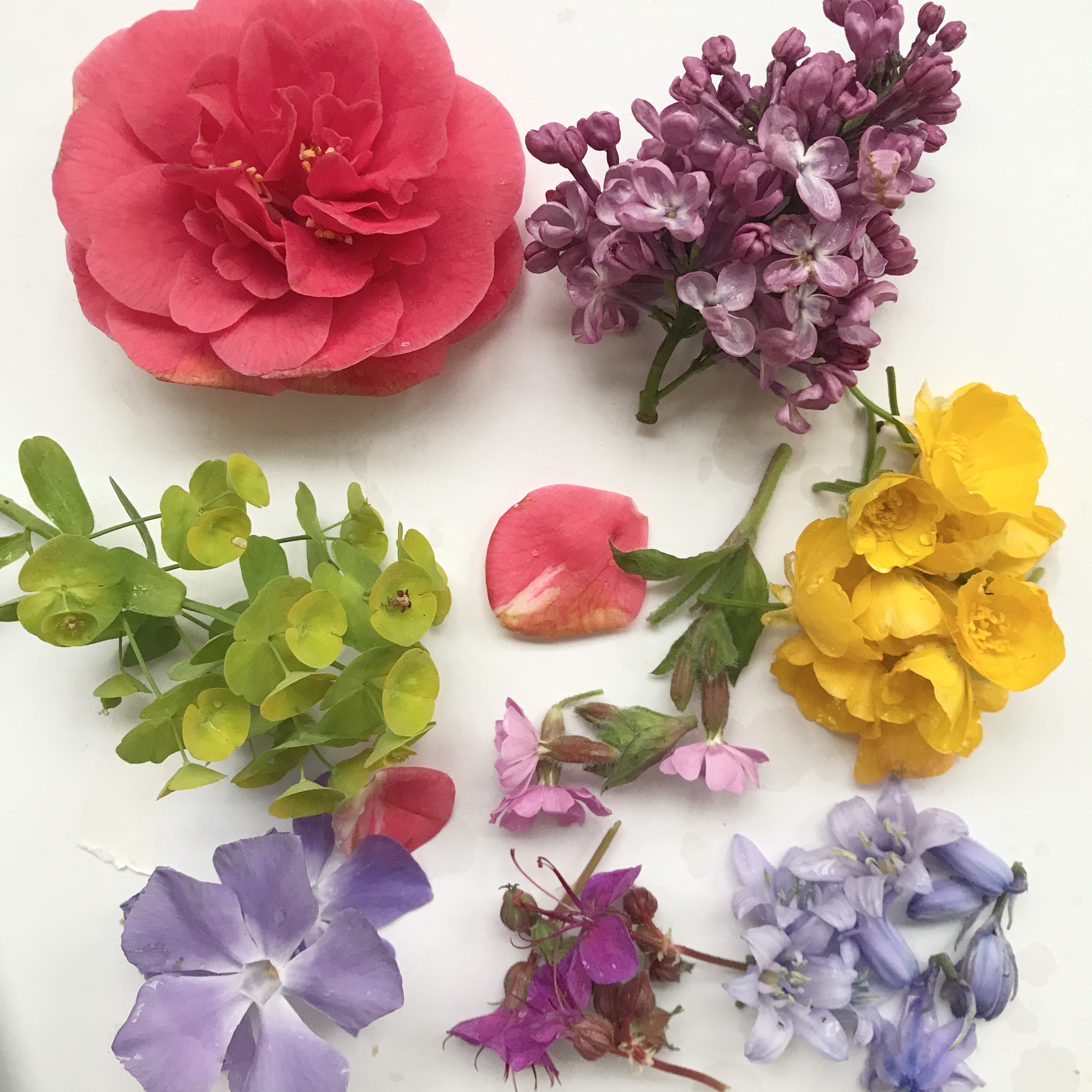 Bundle dyeing with flowers