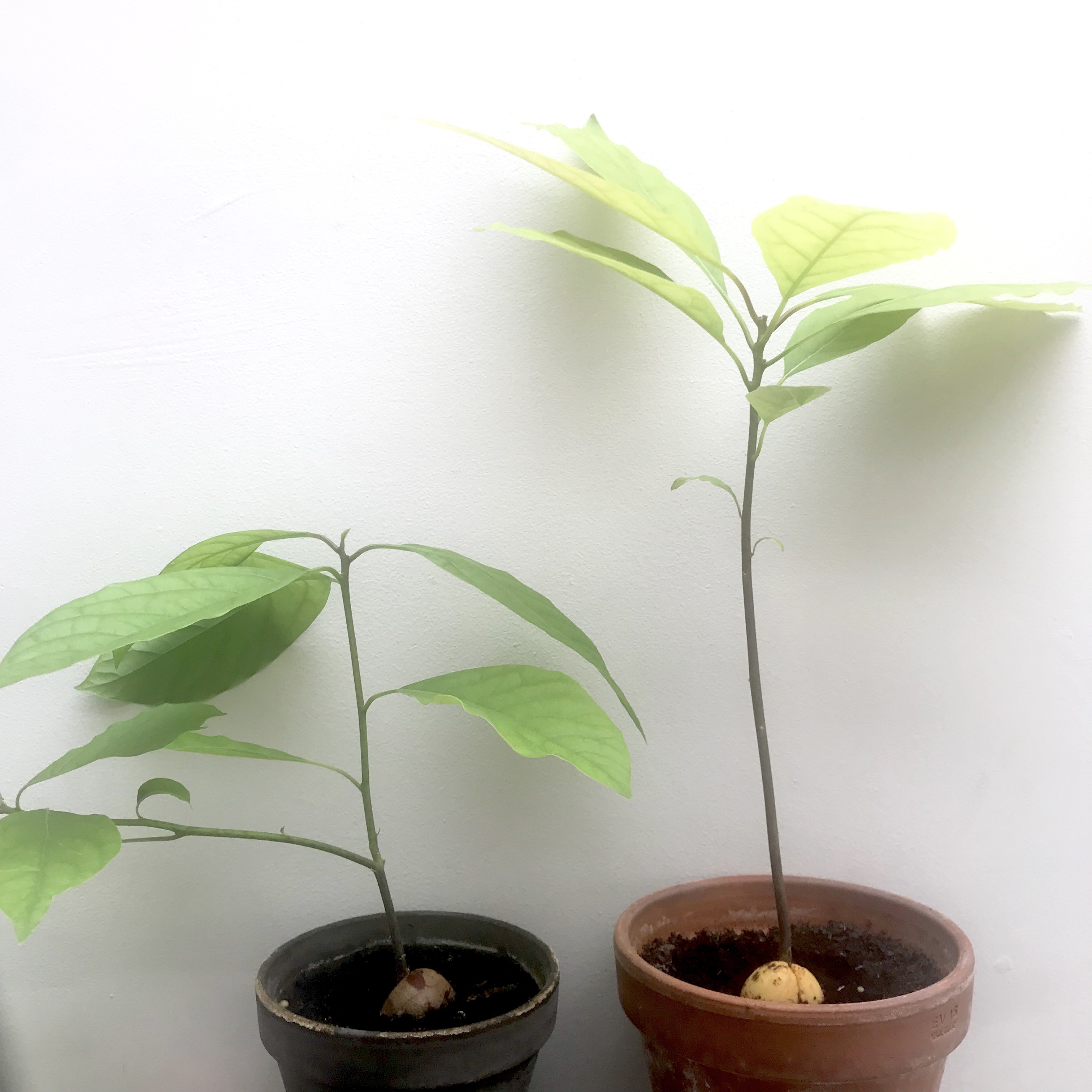 How to grow your own avocado tree at home