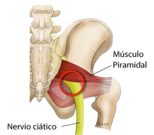 El dolor en el escroto de por la osteocondrosis