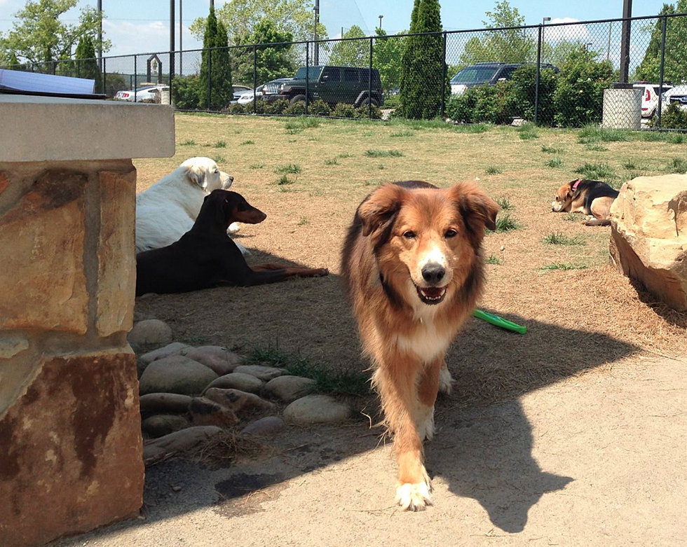 PetSafe Village Dog Park