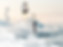 ICARE Salon Banner (Blank)-01.jpg