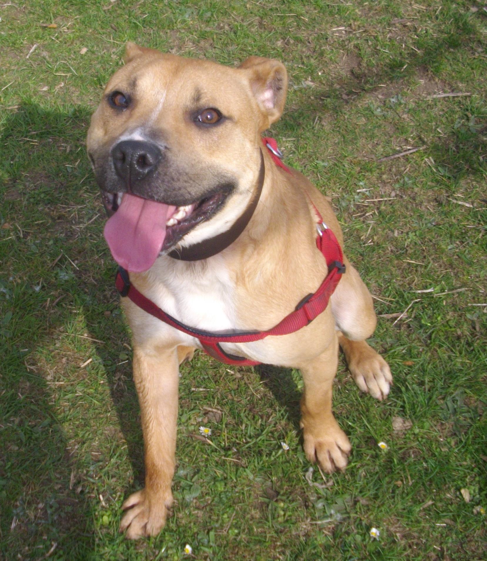 emergency puppy coningsby kennels emergency rescue emergency puppy coningsby kennels emergency rescue