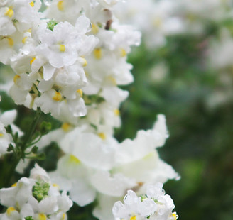 Fleurs blanches