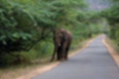 elephant_walking_by_the_road_in_chinnar_