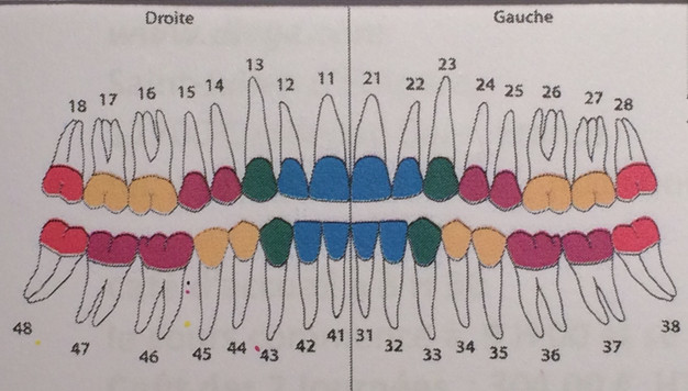 chromatotherapie-dentaire-naturebio-dental chromatotherapie-dentaire-naturebio-dental