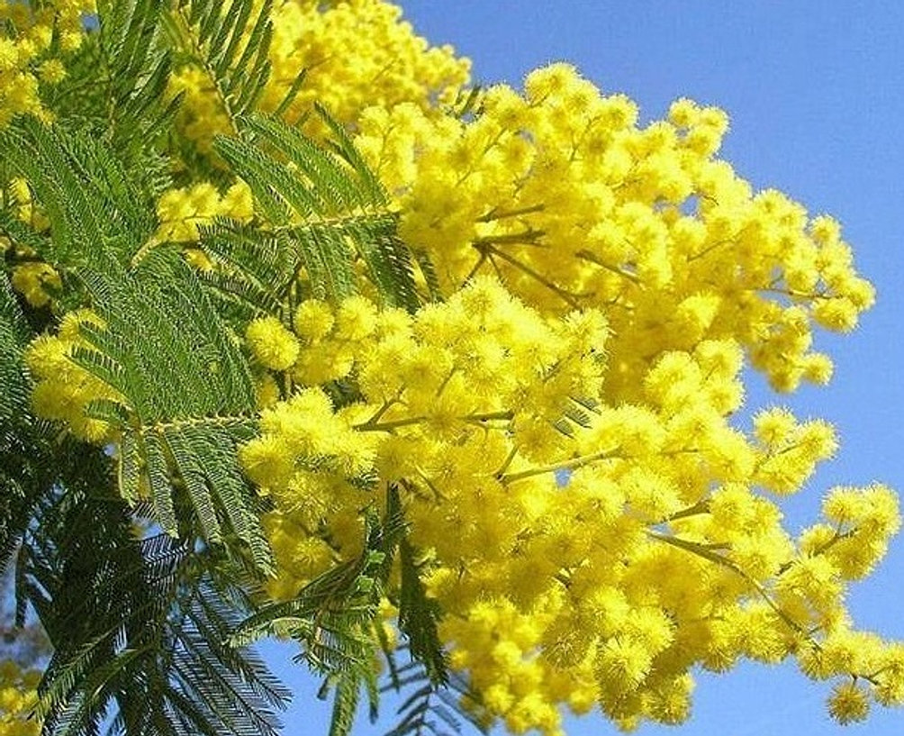 quintal jardim gloria: esta página com mais flores do jardim do seu quintal. Obrigado quintal jardim gloria: esta página com mais flores do jardim do seu quintal. Obrigado
