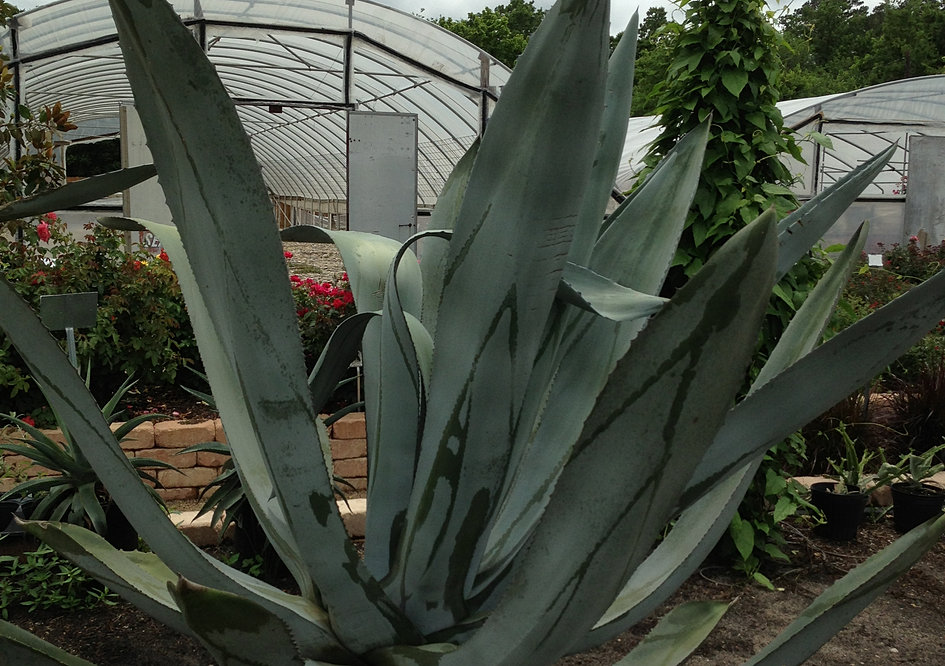 Take a Tour of The Growers Outlet