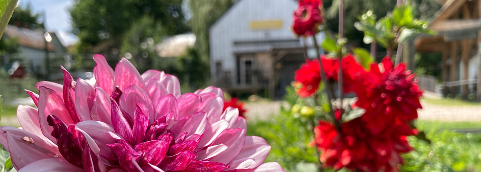 dahlia barn.jpg