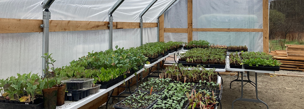 Copy of ghouse seedlings 5.4.jpg