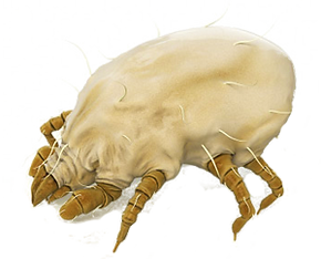 husstovmide_01.png