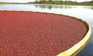 Cranberry post card 6_edited.jpg