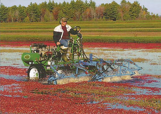 Cranberry post card 7.jpg