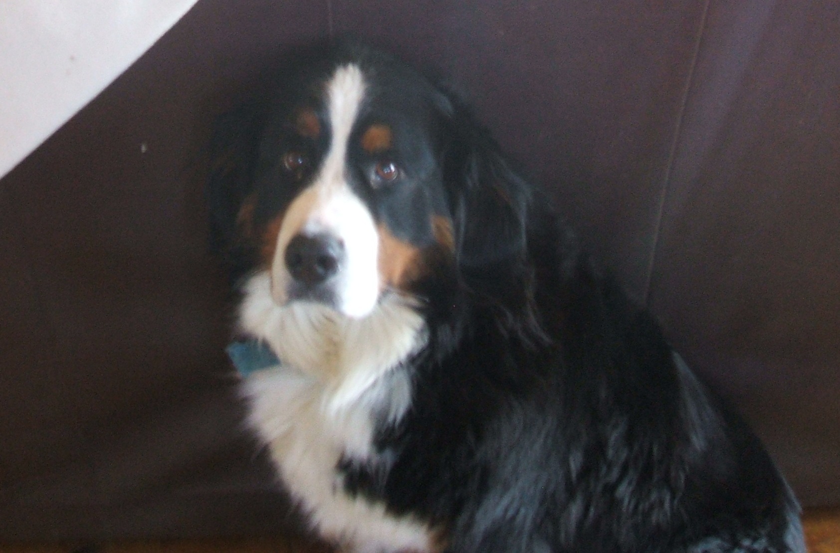 Best Bernese breeder of AKC Bernese Mountain Dog puppies