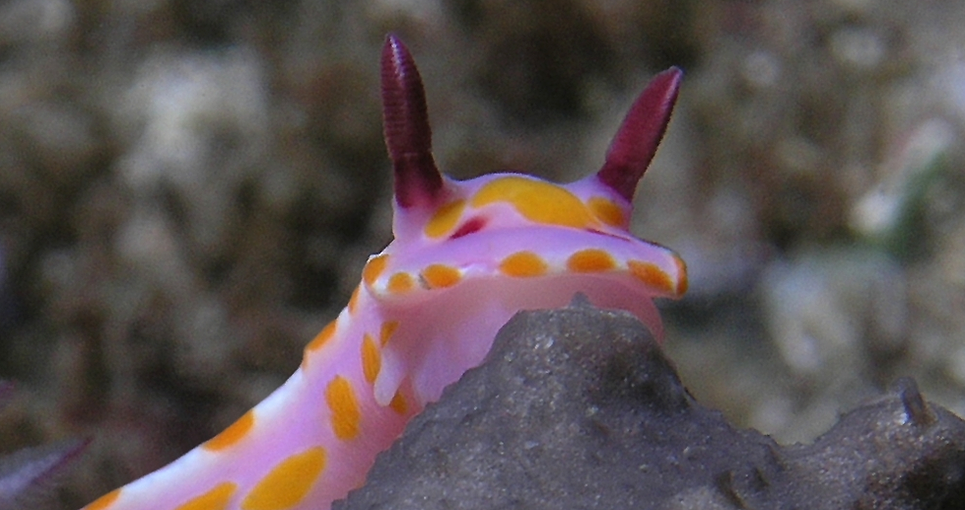 service manual for yard machines lawnmower