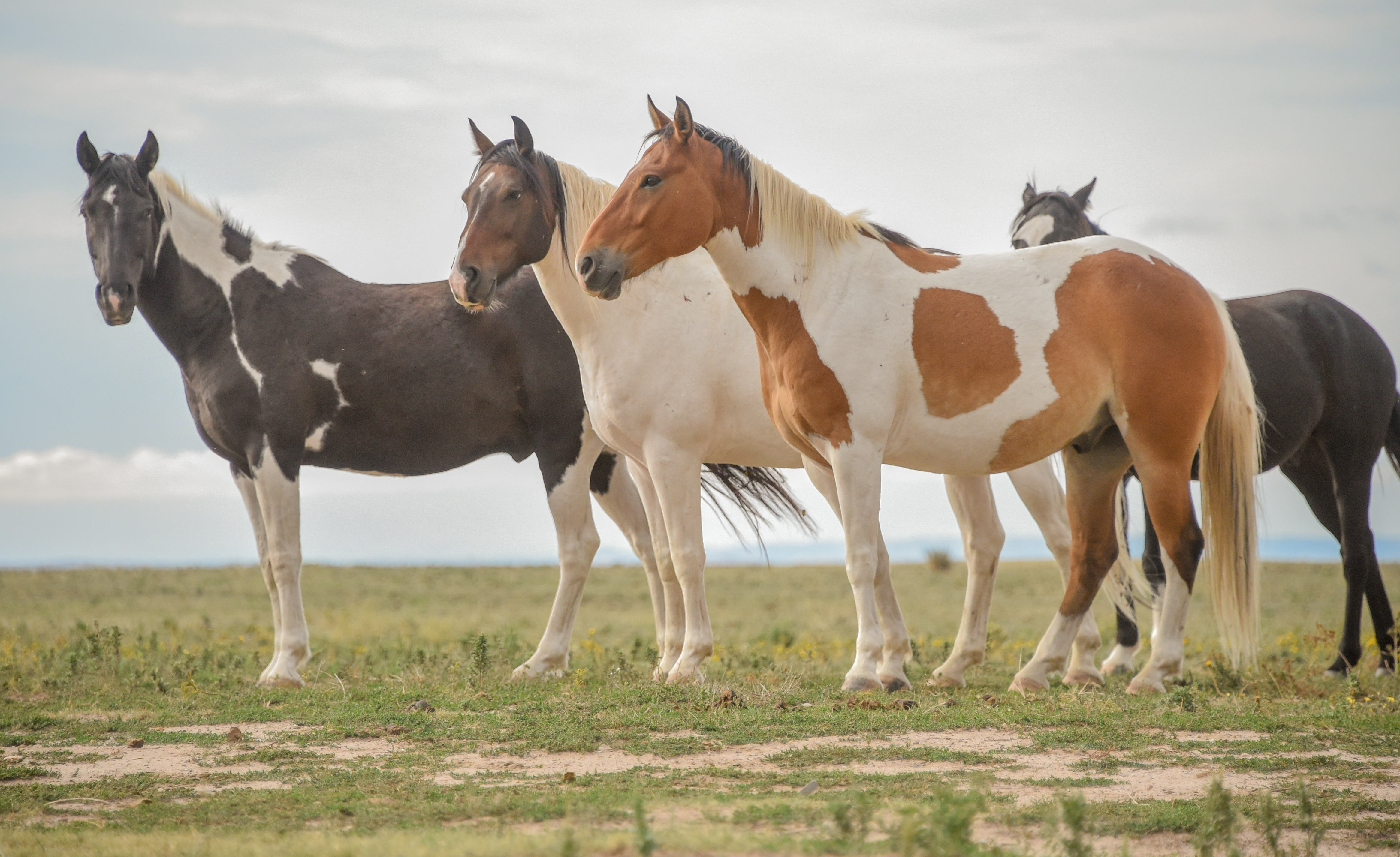 singles over 50 in wild horse The horse has evolved over the a truly wild horse is a another hypothesis held that the four prototypes originated from a single wild species and. singles over 50 in wild horse The horse has evolved over the a truly wild horse is a another hypothesis held that the four prototypes originated from a single wild species and.