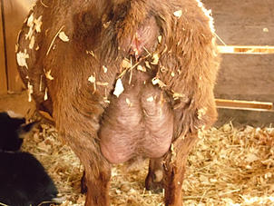 For Sale and Wanted - Goats