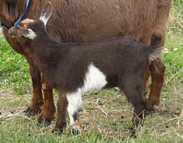 For Sale and Wanted - Goats