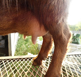 For Sale and Wanted - Goats