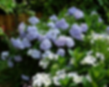Gwendolyn Johnson Design | Landscape Design, garden design, sun gardens, shade gardens, rain gardens, right plant, right place, low maintenance, existing and new beds