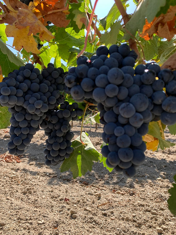 siete peldaños, pascual fernadez, bodega siete peldaños, bodega pascual fernandez, bodegas en fermoselle, parque natural de los arribes del duero, ribera del duero, arribes del duero, fermoselle, villa del vino, el mejor vino del duero, bodegas, vino tinto, vino blanco, bruñal, garnacha, godello, doña blanca, malvasia, tempranillo, premios vindouro, josé luis pascual, duero douro, puesta en cruz