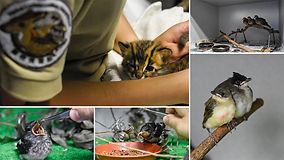Wildlife Rescue and Rehabilitation.jpg