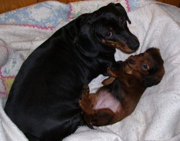 Dachshund puppies oklahoma