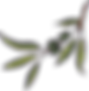 olive1.png