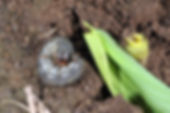 CUTWORM.jpg