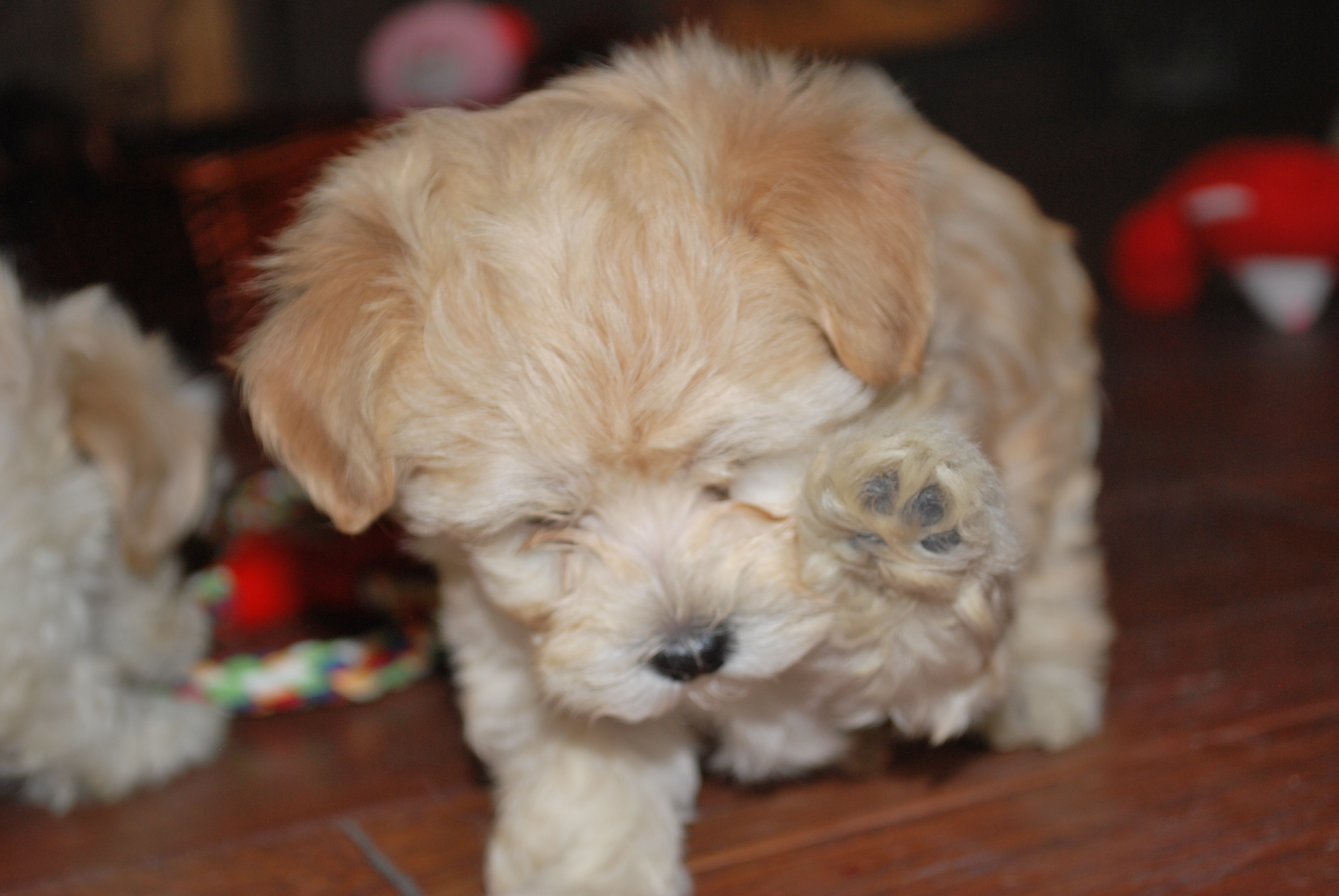 havanese of delmarva purebred havanese beloved havanese breeds picture havanese of delmarva purebred havanese beloved havanese breeds picture