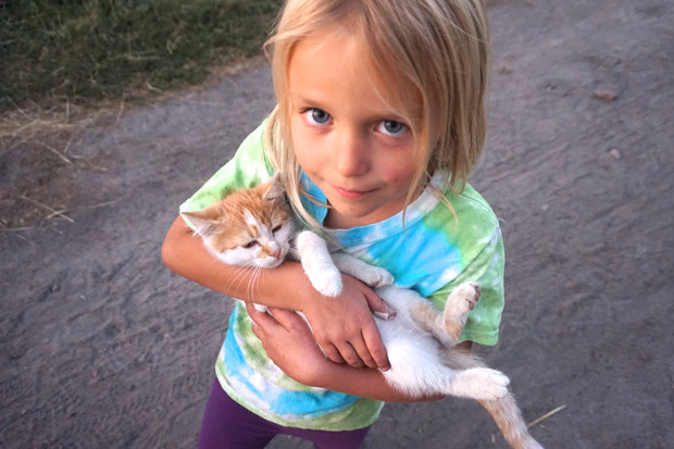 life on a farm, up for travel, kitties life on a farm, up for travel, kitties