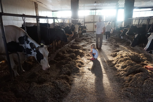 life on a farm, up for travel, poland