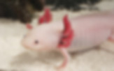My Axolotl
