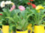 gerbera.jpeg