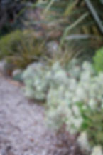 natural coastal garden design with grasses and shrubs