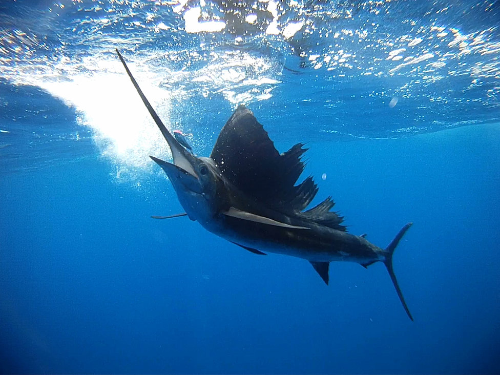 Boat - Picture of Pisces Sportfishing, Cabo San Lucas ...