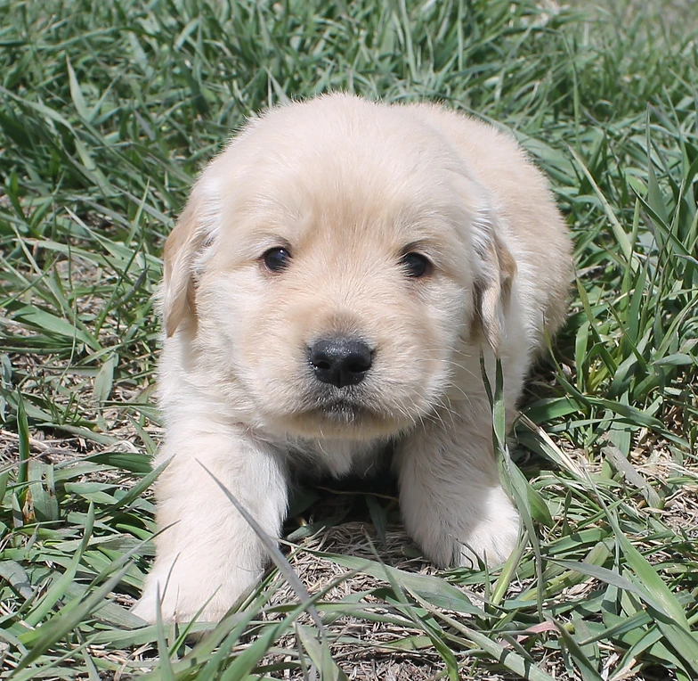 Golden Retriever Puppies For Sale Denver Golden Retriever Puppies For Sale Denver