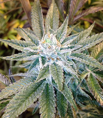 Leafly Mimosa Mimosa 2020 02 17