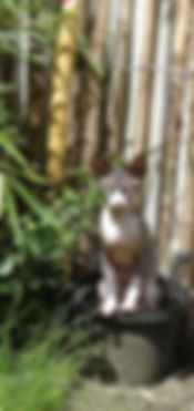 Ongewenste katten in de tuin